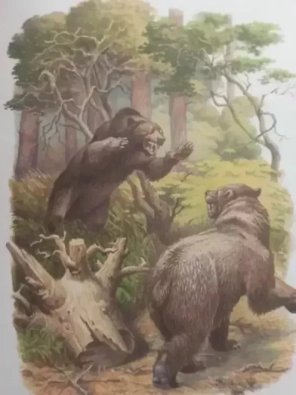 Meškiukas Džonis - Autorių Kolektyvas, knyga 3