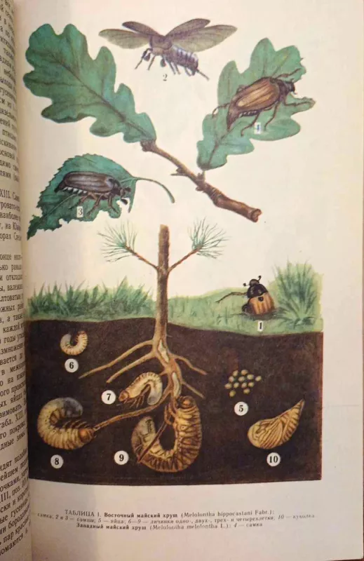 Kenksmingiausių miško vabzdžių atlasas, rusų k. - I. Averkijev, knyga 6