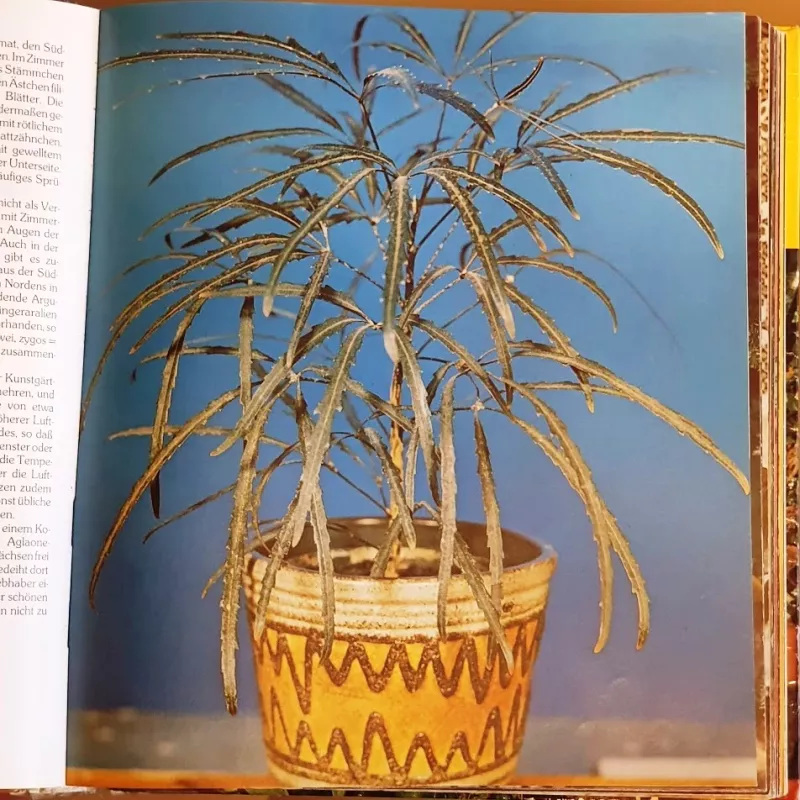 Kambariniai augalai - Autorius nenurodomas, knyga 3