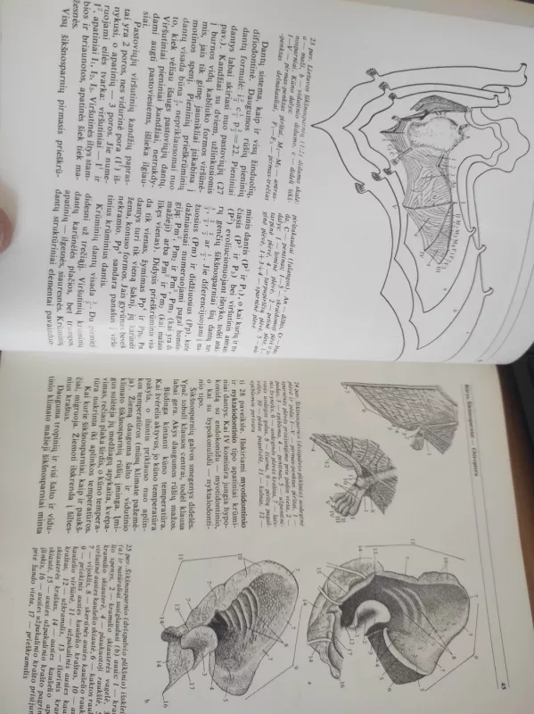 Lietuvos fauna. Žinduoliai - Autorių Kolektyvas, knyga 5