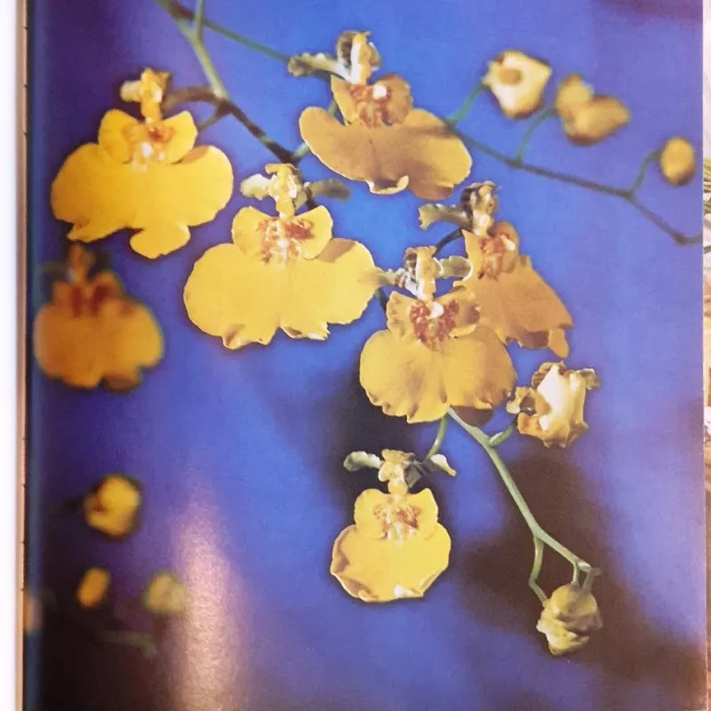 Kambariniai augalai - Autorius nenurodomas, knyga 5