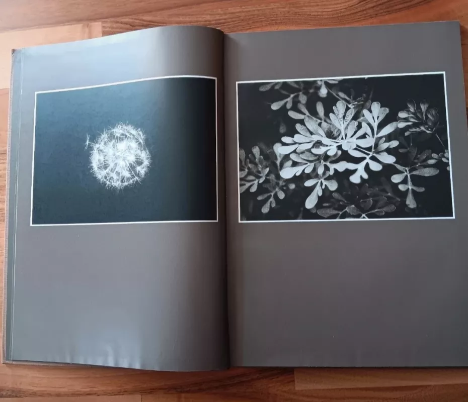 Žiedai tarp žiedų - Rimantas Dichavičius, knyga 4