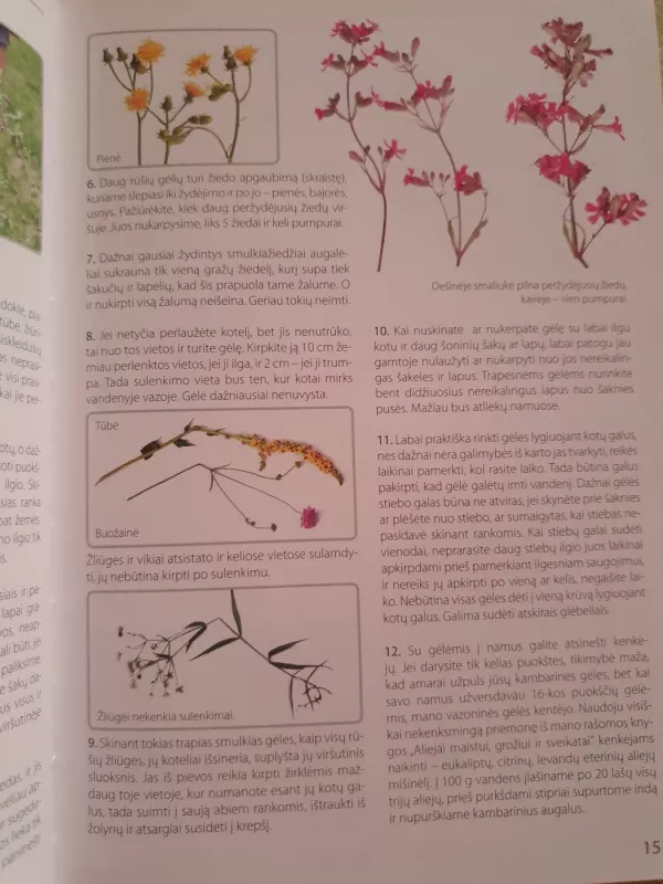 Lietuvos laukų ir pievų gėlių puokštės - Nijolė Degutienė, knyga 6
