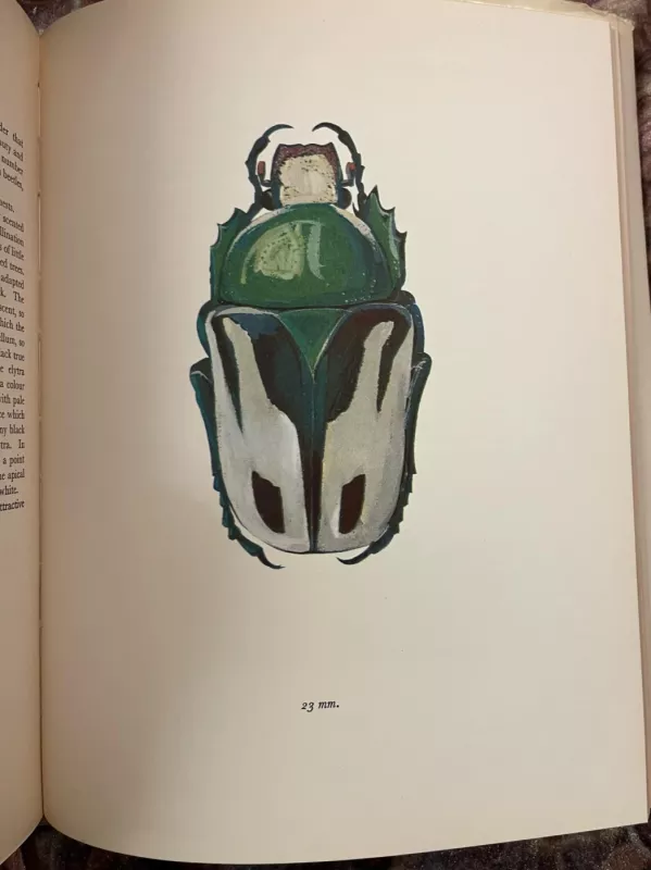 A Book Of Beetles (Dr. Josef R. Winkler - 1965) - A Book Of Beetles (Dr. Josef R. Winkler - 1965), Dr. Josef R. Winkler, knyga 5