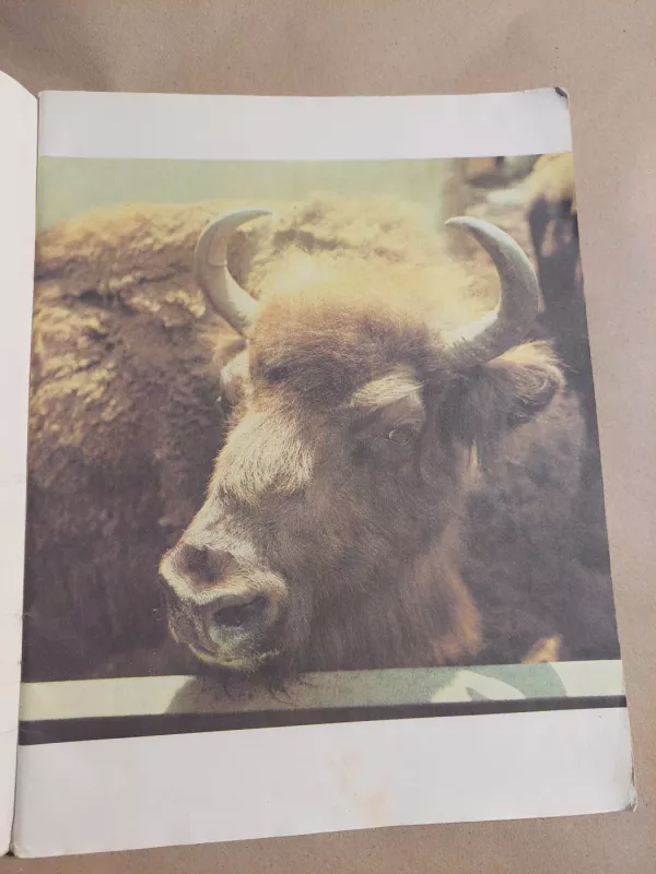 Zoologijos sode - Stasys Zienius, knyga 3