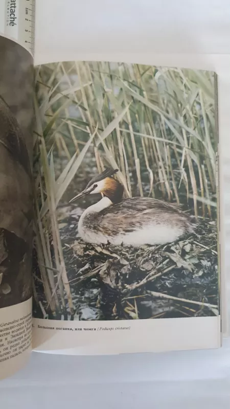 Illiustrirovannaja enciklopedija ptic - Jan Ganzak, knyga 4