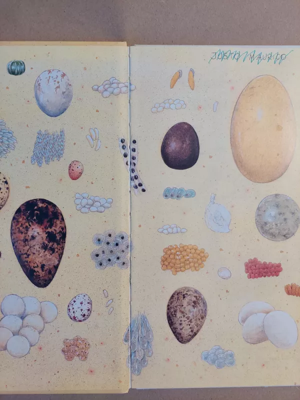 Aš išsiritau iš kiaušinio - Arne Falk - Renne, knyga 3