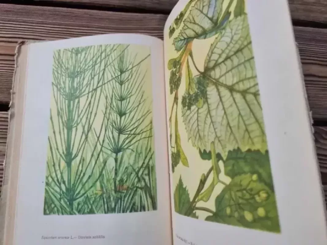 Farmakognozija - D. Baranauskaitė, knyga 4