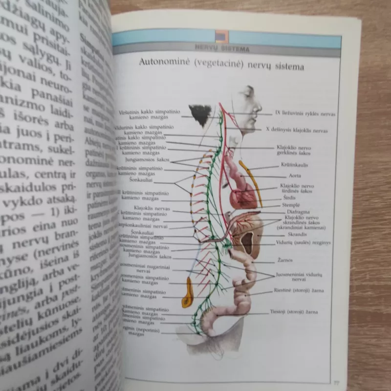 Iliustruotas žinynas Anatomija Žmogus - Autorių Kolektyvas, knyga 5