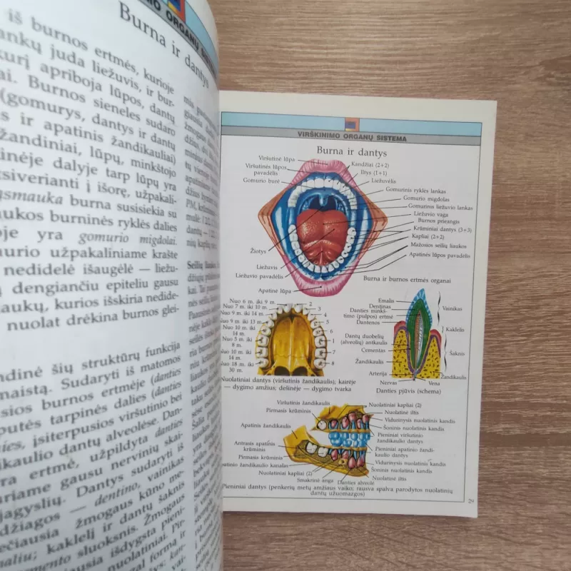 Iliustruotas žinynas Anatomija Žmogus - Autorių Kolektyvas, knyga 3