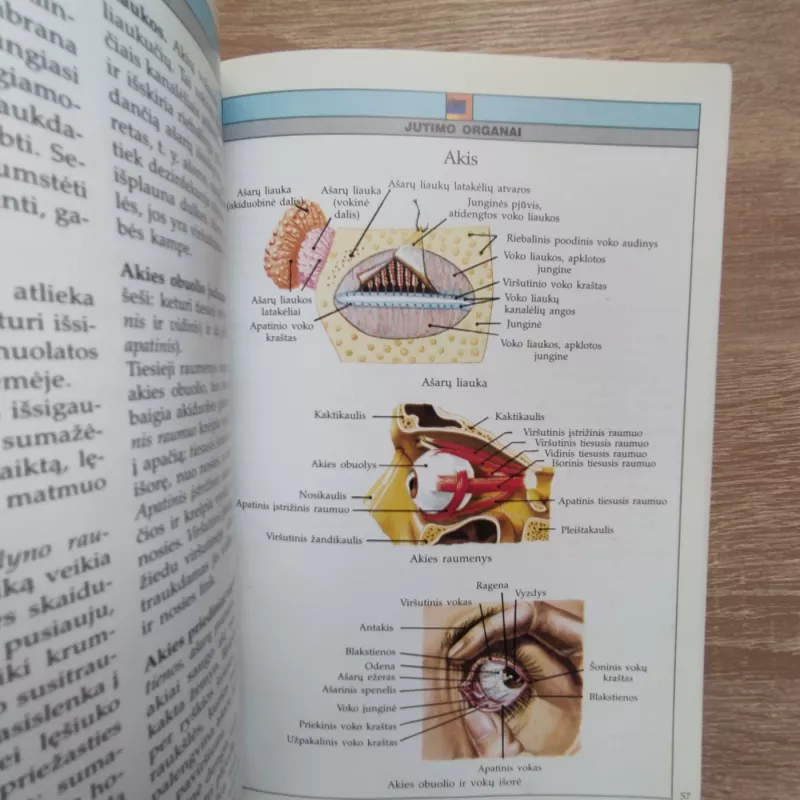 Iliustruotas žinynas Anatomija Žmogus - Autorių Kolektyvas, knyga 6