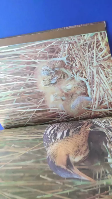 Žuvinto metai - Vytautas Nedzinskas, knyga 5