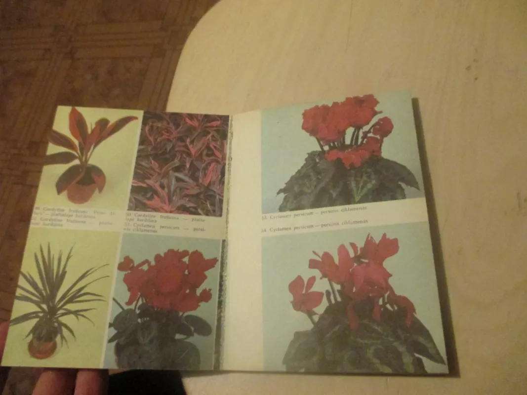 Vazoninės gėlės - Autorių Kolektyvas, knyga 6