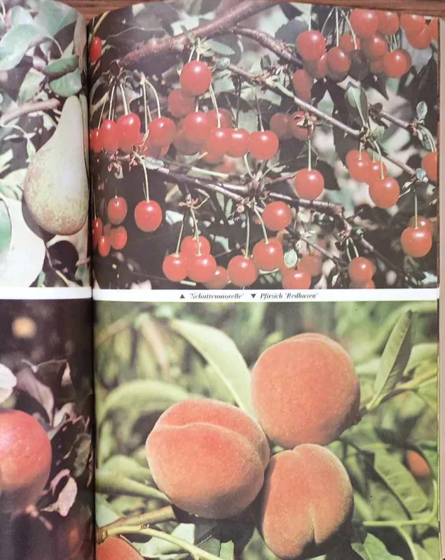 Sodo mylėtojams, vokiečių k. - Autorių Kolektyvas, knyga 5