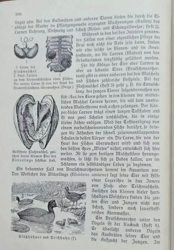 Naturkunde - Schmeil-Norrenberg, knyga 6