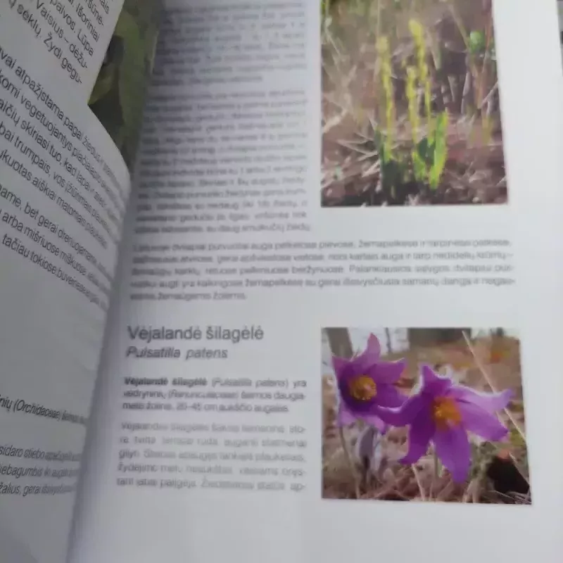 Europos sąjungos Buveinių direktyvos. Saugomos rūšys. Vadovas - Autorių Kolektyvas, knyga 6