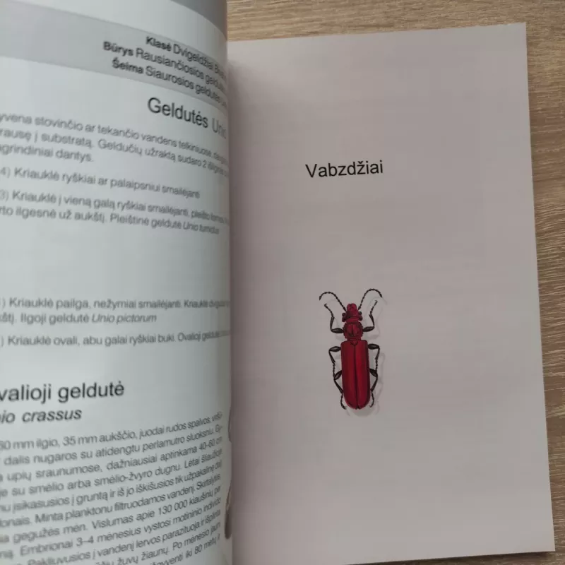 Europos sąjungos Buveinių direktyvos. Saugomos rūšys. Vadovas - Autorių Kolektyvas, knyga 4
