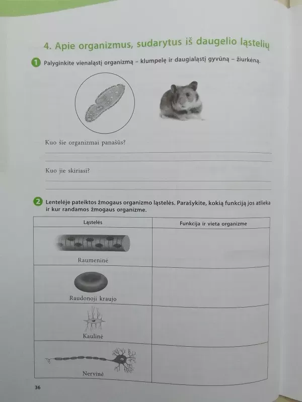 Mokslininkų pėdomis 6. Gamtos mokslų pratybų sąsiuvinys 1 dalis - Autorių Kolektyvas, knyga 5