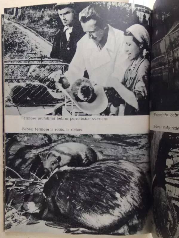 Upinis bebras - A. Palionienė, knyga 5