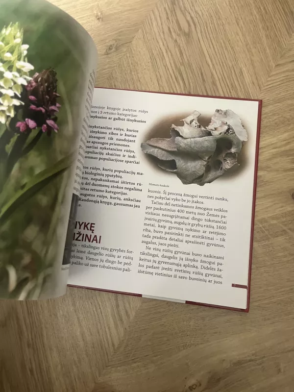 Mano raudonoji knyga - Selemonas Paltanavičius, knyga 3