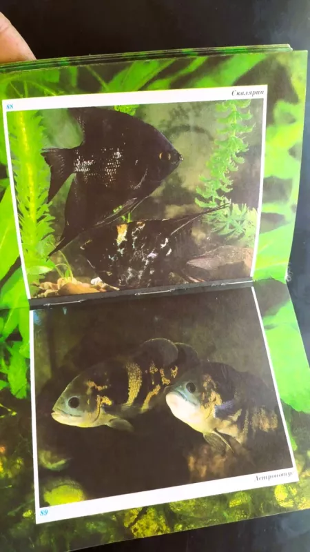 Volšebny mir akvariuma - Autorių kolektyvas (įvairūs), knyga 4