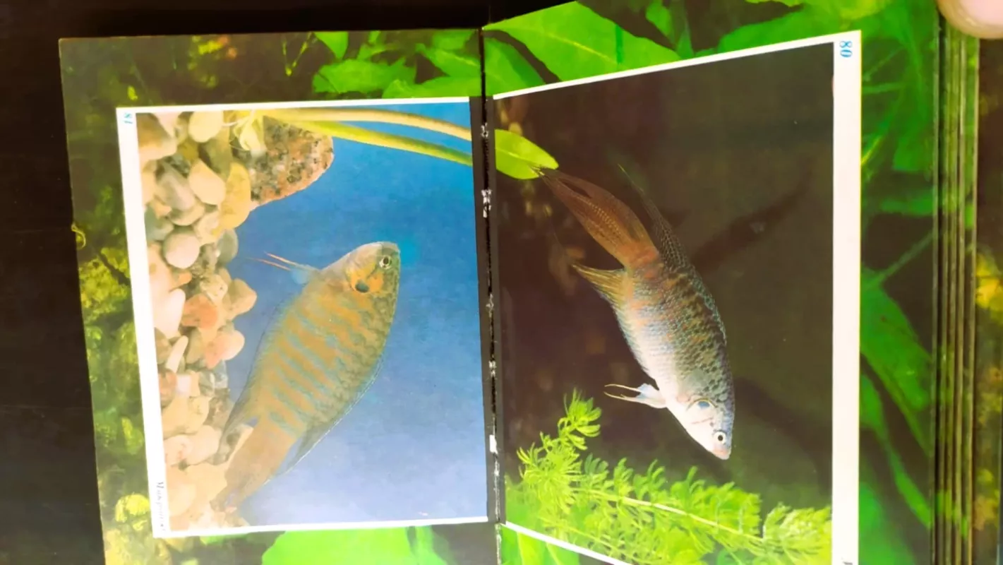 Volšebny mir akvariuma - Autorių kolektyvas (įvairūs), knyga 5