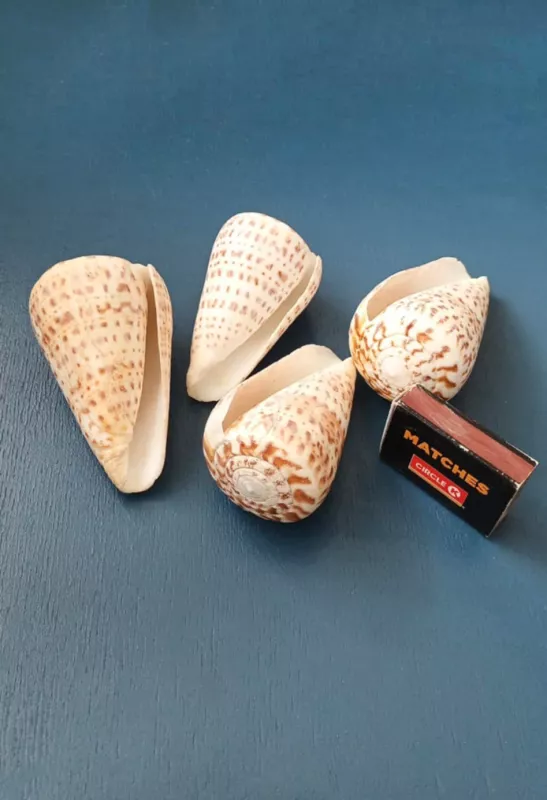 Kriauklės, 10-8cm, 4vnt. - , namai ir interjeras 5