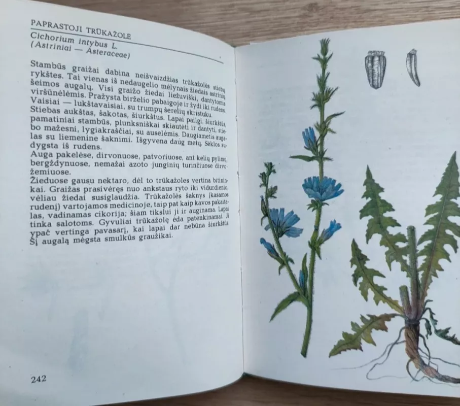 Pavasarį žydintys augalai. Vasarą žydintys augalai. Rudenį žydintys augalai - R. Jankevičienė, knyga 3