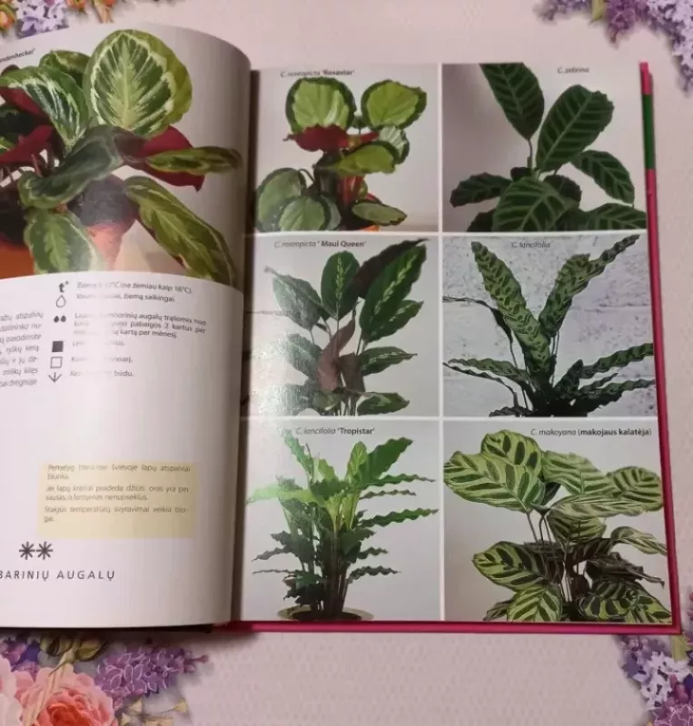 100 kambarinių augalų - Autorių Kolektyvas, knyga 4
