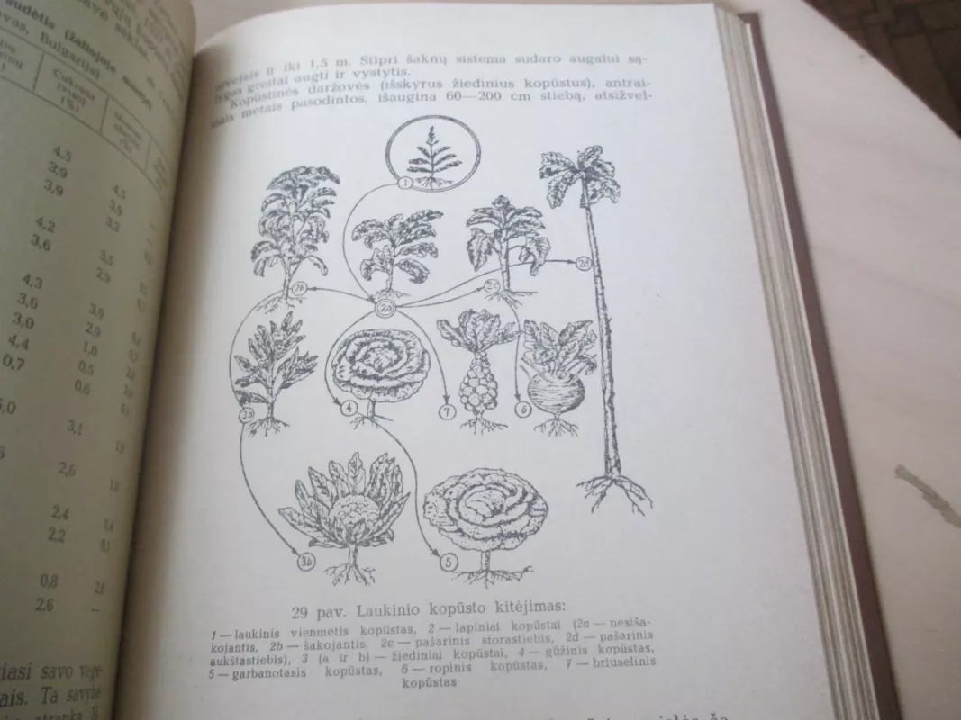 Daržininkystė - Pranas Svetika, knyga 6