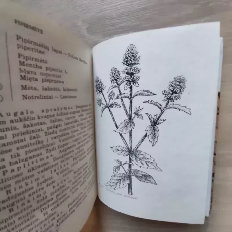 Jaunajam vaistažolių rinkėjui - J. Balvočiūtė, S.  Gudanavičius, knyga 6