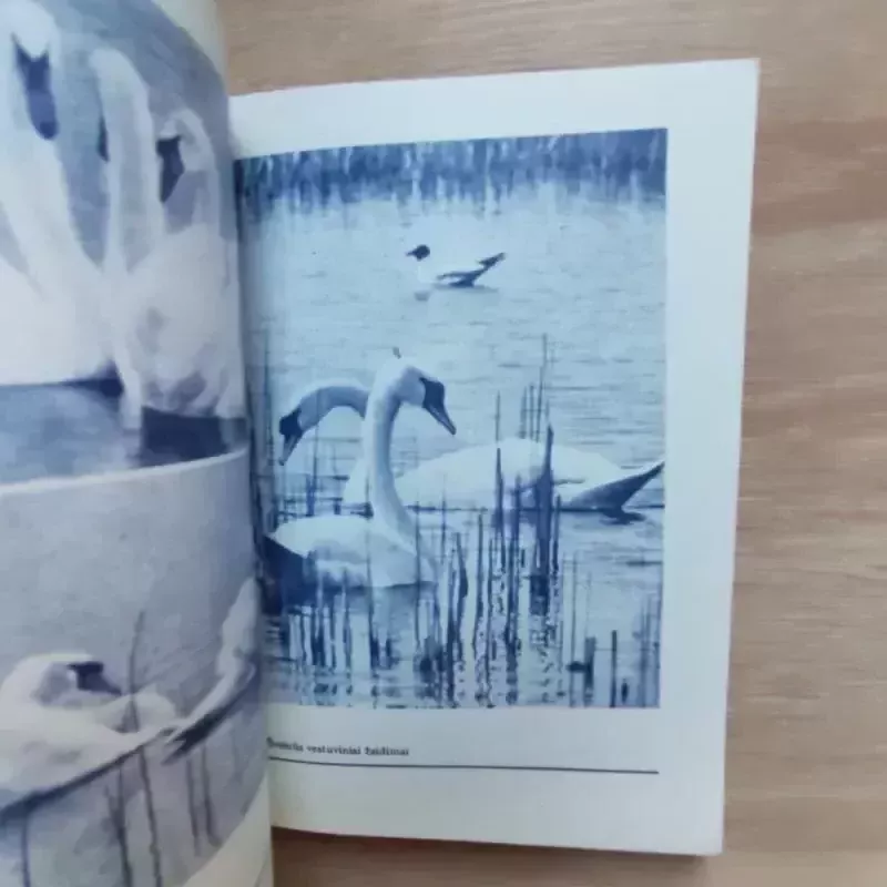 Gulbės Lietuvoje - Vytautas Nedzinskas, knyga 4