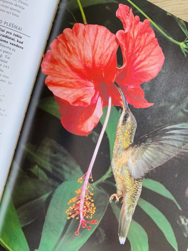 1000 gamtos stebuklų - Autorių Kolektyvas, knyga 4