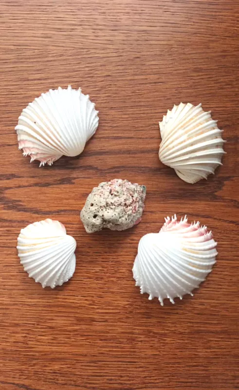 Kriauklės 5vnt. - , namai ir interjeras 2