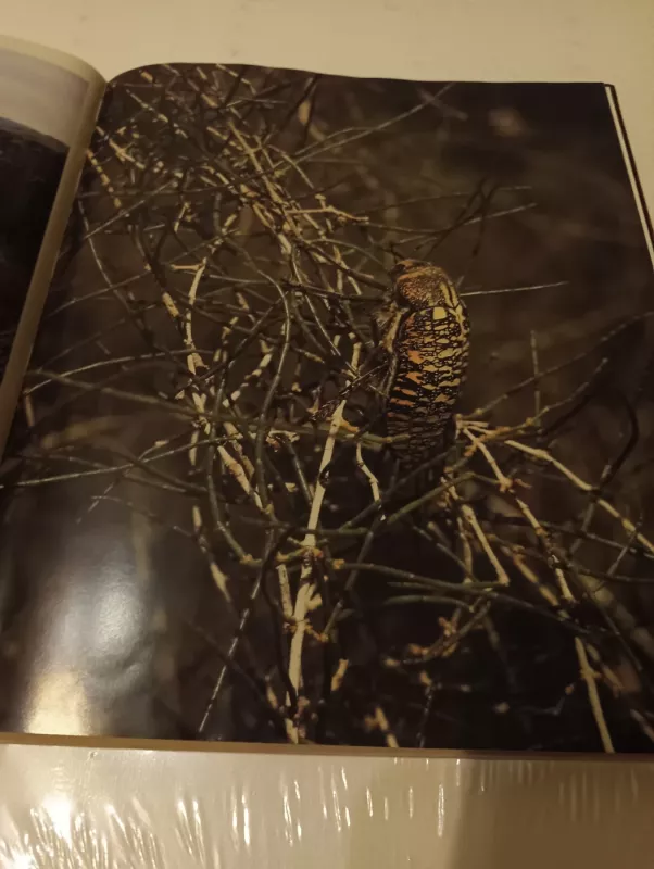 In the World of Insects - Jonas Augustauskas, knyga 5