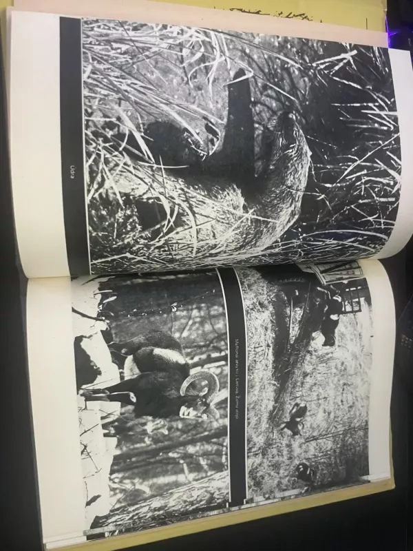 Gaudžia ragas - Gediminas Isokas, knyga 5