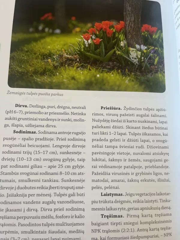 MANO SVAJONIŲ GĖLYNAS: praktinis vadovas gėlininkams mėgėjams - Audronė Ona Jurkštienė, Sandra Saunoriūtė, knyga 6