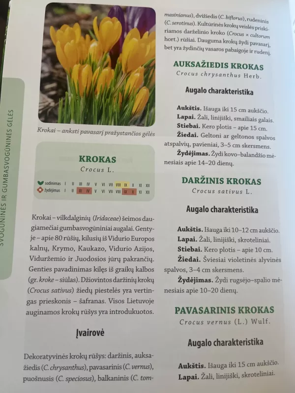 MANO SVAJONIŲ GĖLYNAS: praktinis vadovas gėlininkams mėgėjams - Audronė Ona Jurkštienė, Sandra Saunoriūtė, knyga 5