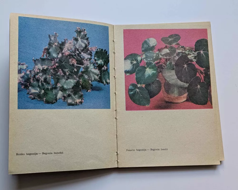 Kambarinės lapinės gėlės - A. Lučinskienė, knyga 4