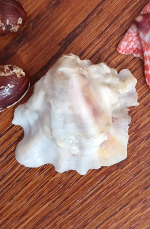 Kriauklytės, 6vnt. - , namai ir interjeras 6