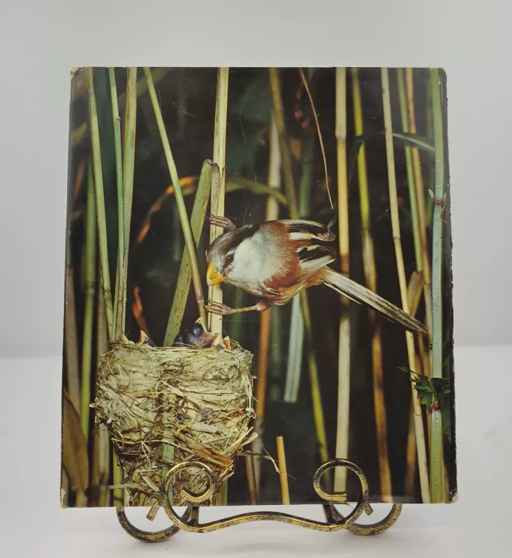 Sparnuočių pasaulyje - Autorių Kolektyvas, knyga 4