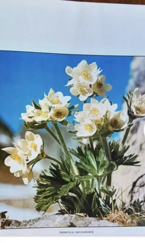 Kvety a hory - Oldřich Staněk, knyga 3