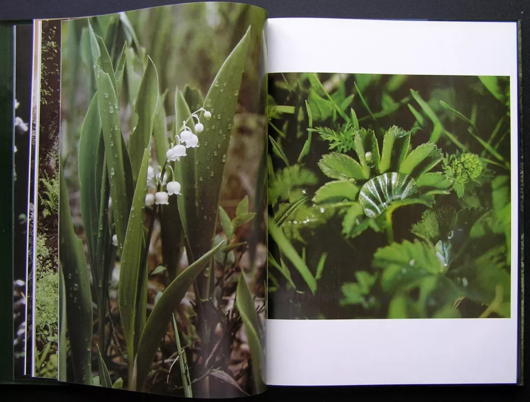 Lietuvos miškuose - Gediminas Isokas, knyga 5