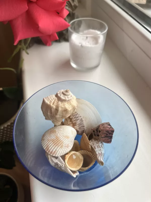 Dekoratyvinių jūros kriauklių rinkinys - , namai ir interjeras 3