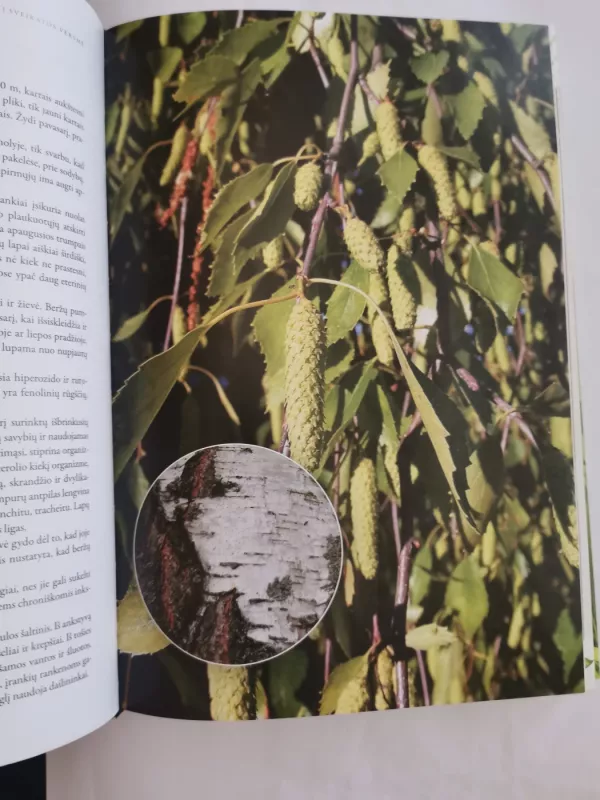 Žalioji sveikatos versmė - Zigmantas Gudžinskas, knyga 4