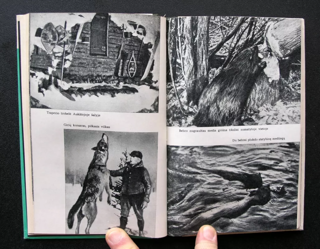 Apleistos trobelės pasakojimai - Pilkoji Pelėda , knyga 4