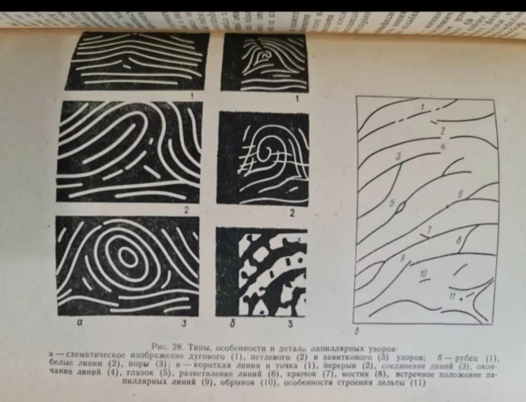 Kriminalistika. 3-ye IZDANIYe - N. A. Ryabikina, knyga 6