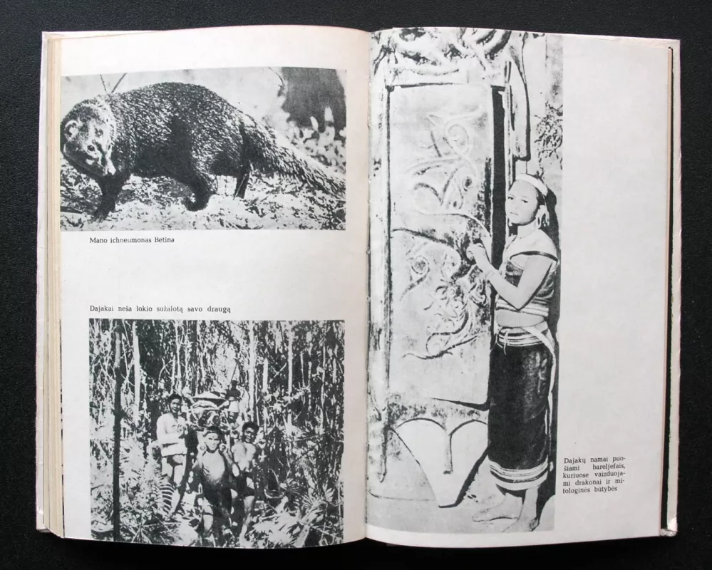 Borneo džiunglėse - Pjeras Pfeferis, knyga 4