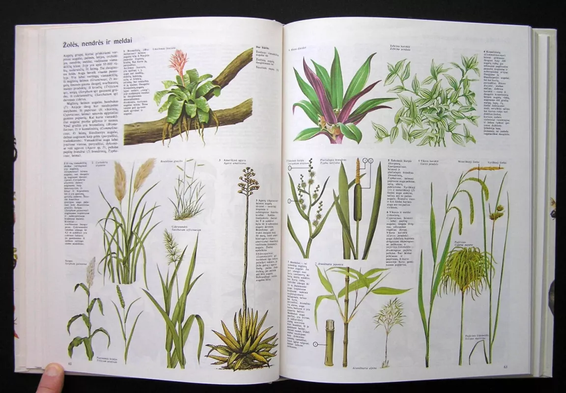 Gyvoji gamta - Autorių Kolektyvas, knyga 4