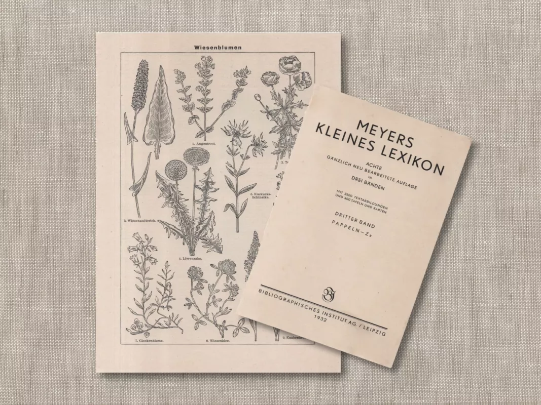 Botaninė litografija Pievų Gėlės 1932m. iš Meyers Lexikon - , namai ir interjeras 3